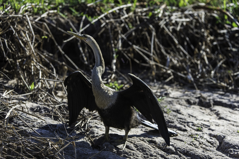 Image de Anhinga d'Amérique