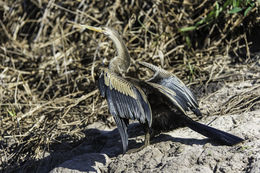 Image of Anhinga