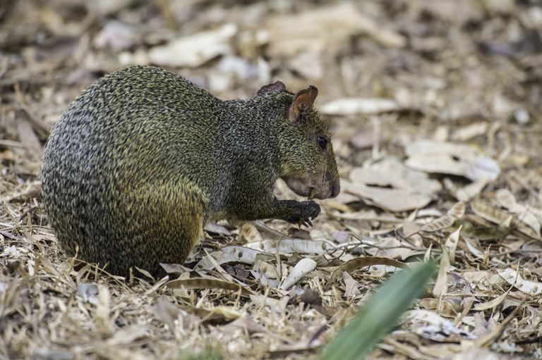 Image of Azara's Agouti