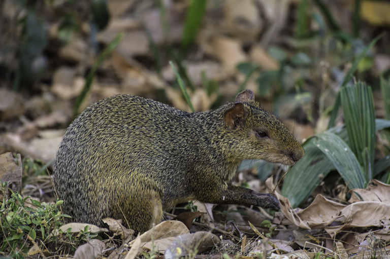 Image of Azara's Agouti