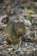 Image of Azara's Agouti