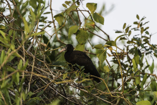 Image of Bare-faced Ibis