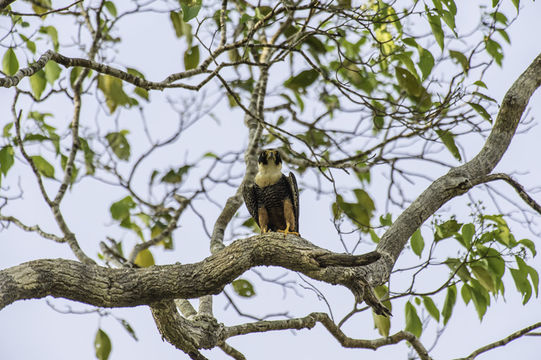 Image of Bat Falcon