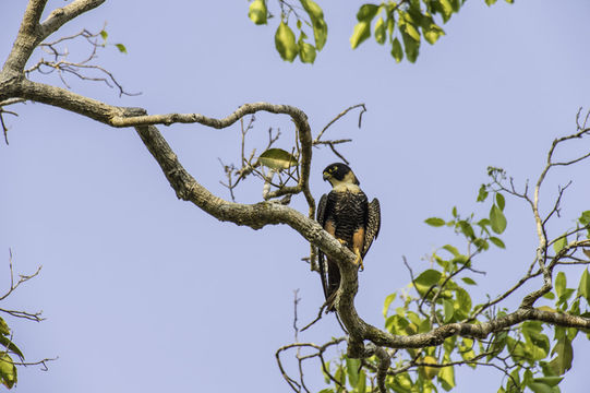 Image of Bat Falcon