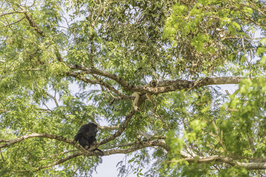 Image of Black Howler Monkey