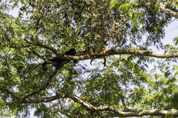 Image of Black Howler Monkey