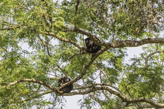 Image of Black Howler Monkey