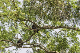 Image of Black Howler Monkey