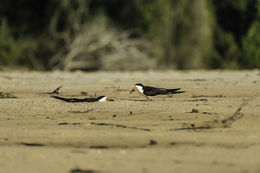 Image of Black Skimmer