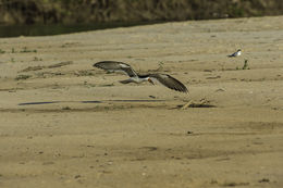 Image of Black Skimmer