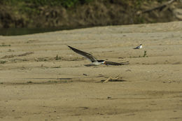 Image of Black Skimmer