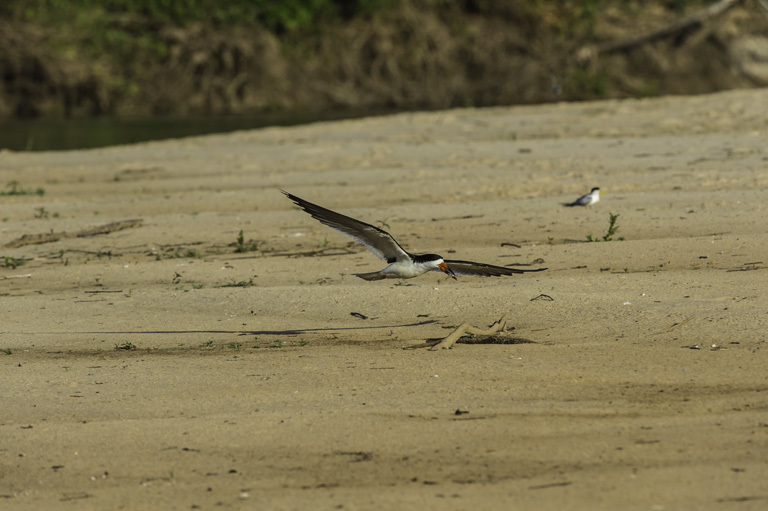 Image of Black Skimmer