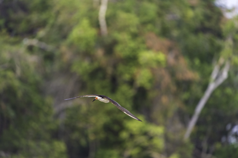 Image of Black Skimmer