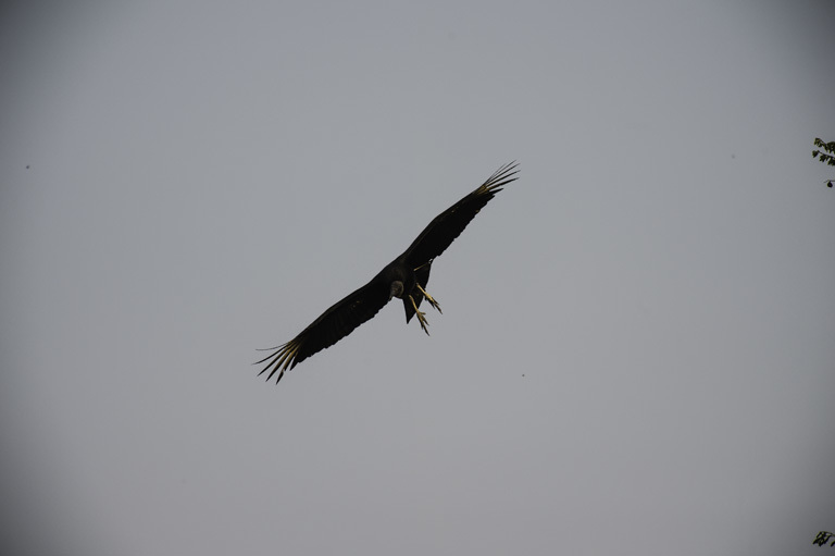 Image of American Black Vulture