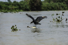 Image of American Black Vulture