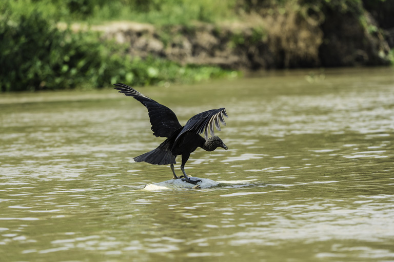 Image of American Black Vulture