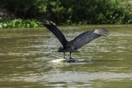 Image of American Black Vulture