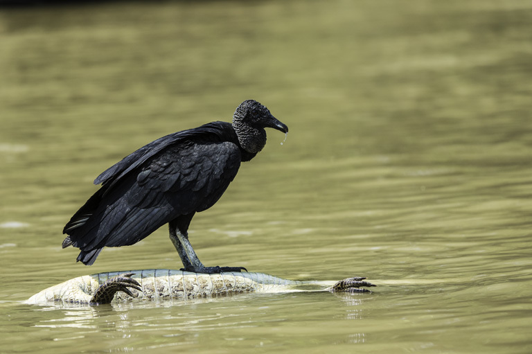 Image of American Black Vulture