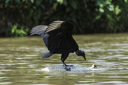 Image of American Black Vulture