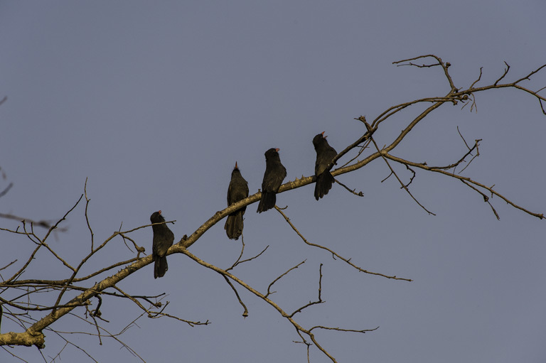 Image of Black-fronted Nunbird