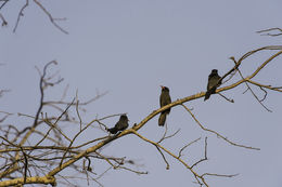 Image of Black-fronted Nunbird