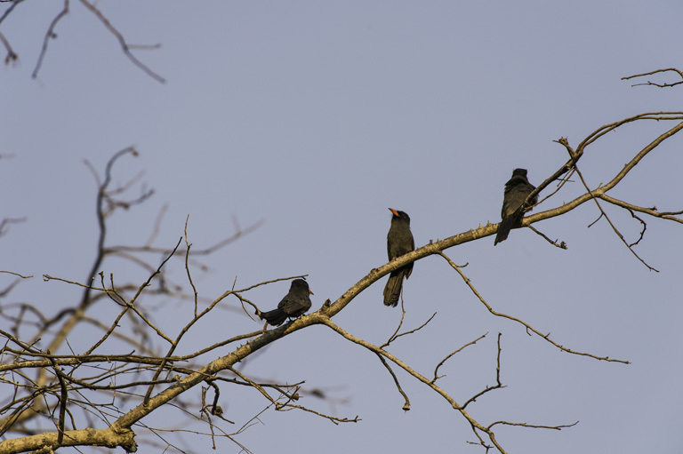 Image of Black-fronted Nunbird