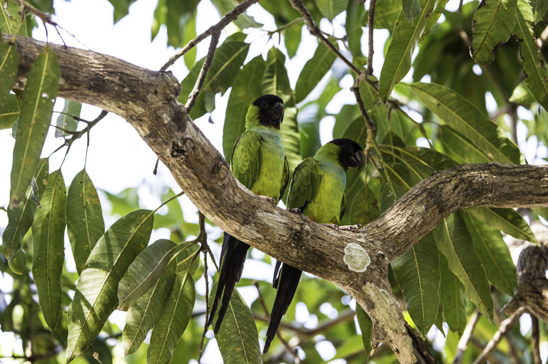 Image of Nanday Parakeet