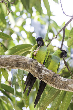 Image of Nanday Parakeet