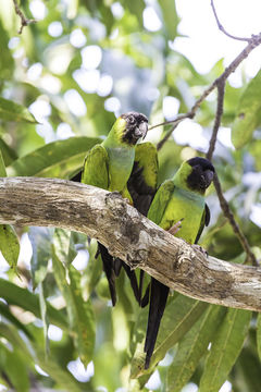 Image of Nanday Parakeet