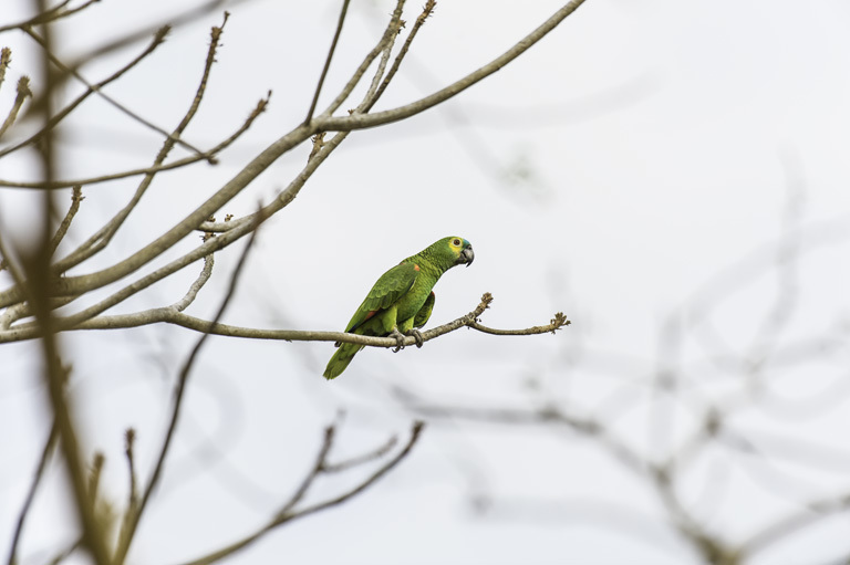 Image of Blue-fronted Amazon