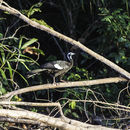 Image of Piping guan