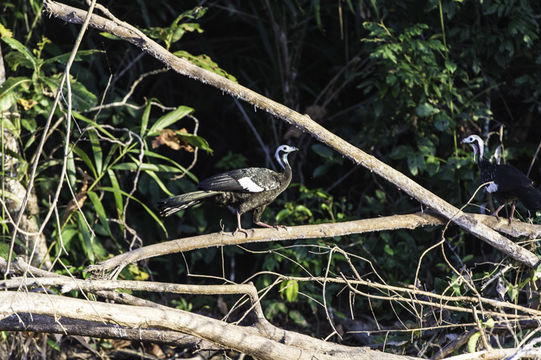 Image of Blue-throated Piping Guan