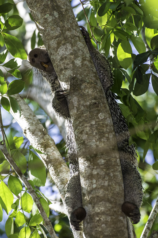 Image of Brazilian Porcupine