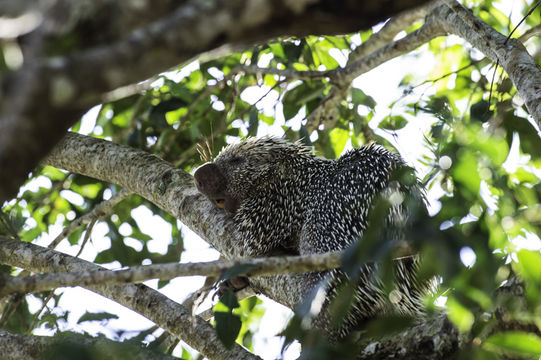 Coendou prehensilis (Linnaeus 1758) resmi