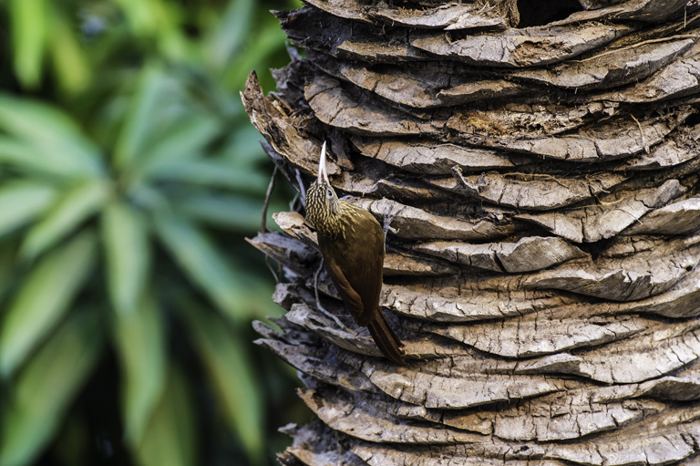 Image of Buff-throated Woodcreeper