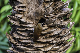 Image of Buff-throated Woodcreeper