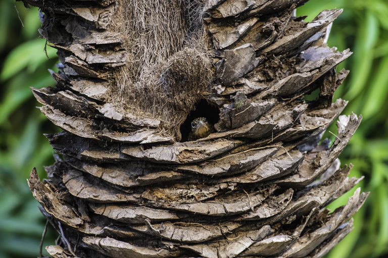 Image of Buff-throated Woodcreeper