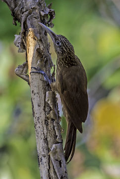 Image of Buff-throated Woodcreeper