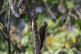 Image of Buff-throated Woodcreeper