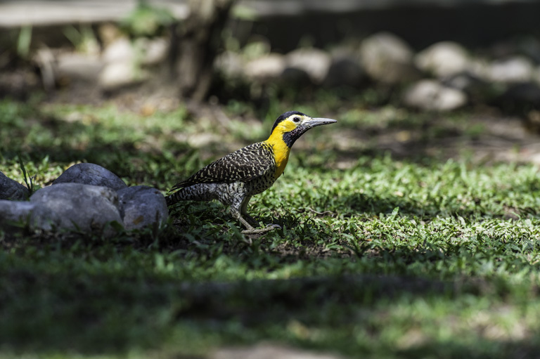 Image of Campo Flicker