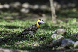 Image of Campo Flicker