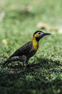 Image of Campo Flicker