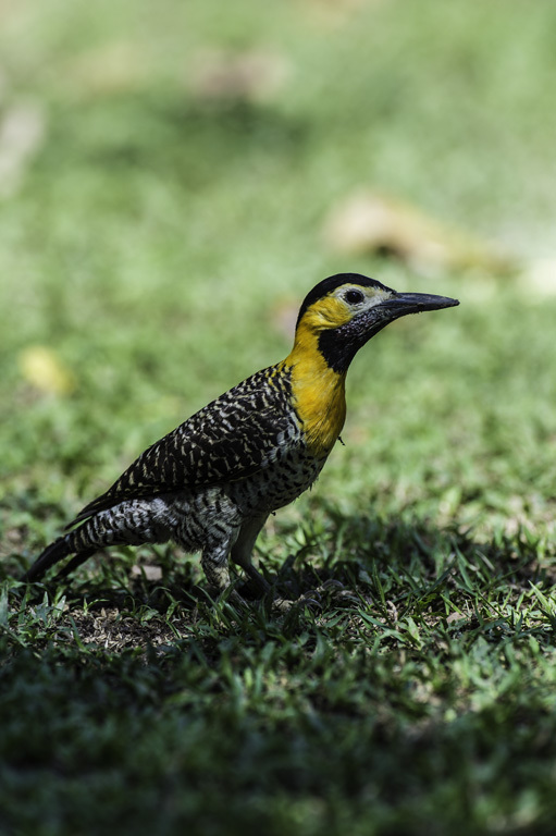 Image of Campo Flicker