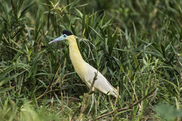 Image of Capped Heron