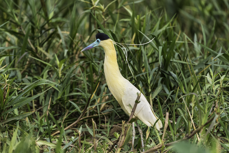 Imagem de Pilherodius pileatus (Boddaert 1783)