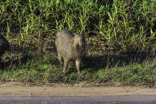 Image of Capybara