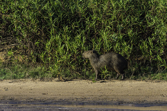 Image of Capybara