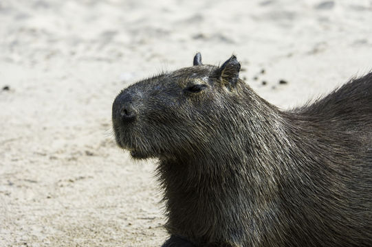 Image of Capybara