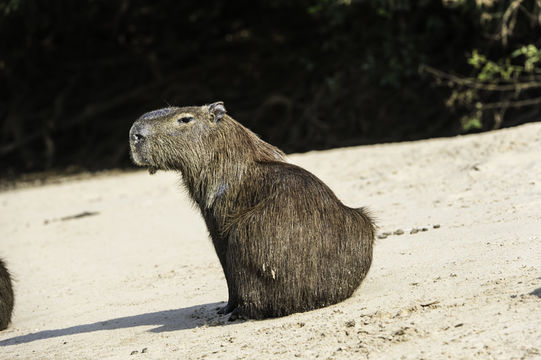 Image of Capybara