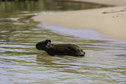 Image of Capybara